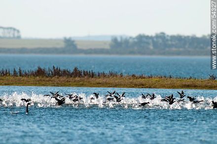 Gallaretas en la laguna Garzón volando al ras del agua - Departamento de Rocha - URUGUAY. Foto No. 54327