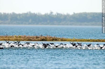 Gallaretas en la laguna Garzón volando al ras del agua - Departamento de Rocha - URUGUAY. Foto No. 54324