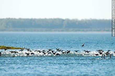 Gallaretas en la laguna Garzón volando al ras del agua - Departamento de Rocha - URUGUAY. Foto No. 54323