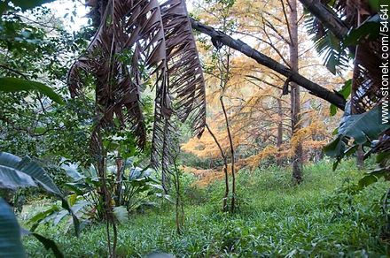 Autumn in the arboretum - Punta del Este and its near resorts - URUGUAY. Photo #54641