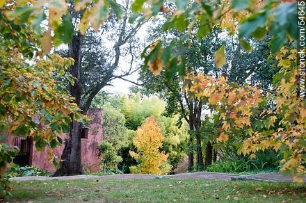 Arboretum Lussich near the museums - Punta del Este and its near resorts - URUGUAY. Foto No. 54645