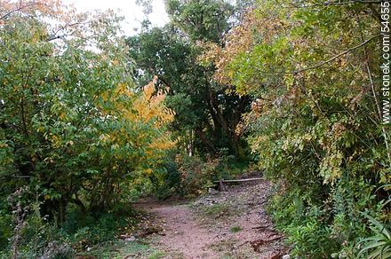 Arboretum Lussich trail - Punta del Este and its near resorts - URUGUAY. Photo #54655