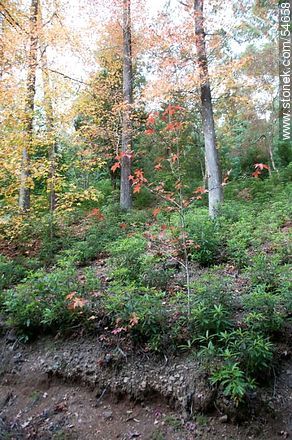 Arboreto Lussich en otoño - Punta del Este y balnearios cercanos - URUGUAY. Foto No. 54658