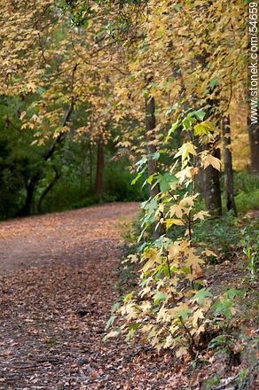Autumn trail in Arboretum Lussich - Punta del Este and its near resorts - URUGUAY. Foto No. 54659