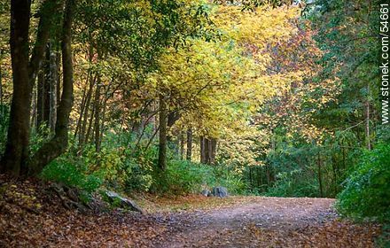 Autumn trail in Arboretum Lussich - Punta del Este and its near resorts - URUGUAY. Photo #54661