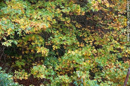 Mixed green and yellow leaves - Punta del Este and its near resorts - URUGUAY. Foto No. 54662