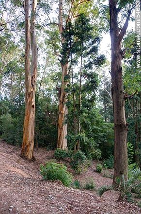 Eucaliptus en el Arboreto Lussich - Punta del Este y balnearios cercanos - URUGUAY. Foto No. 54663