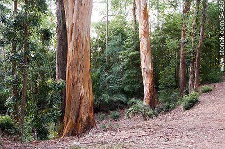 Eucaliptus en el Arboreto Lussich - Punta del Este y balnearios cercanos - URUGUAY. Foto No. 54665