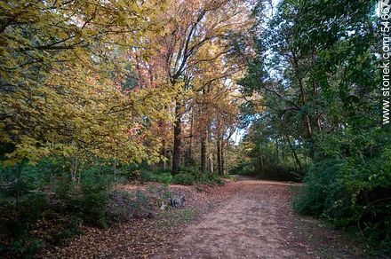 Autumn way in Arboretum Lussich - Punta del Este and its near resorts - URUGUAY. Foto No. 54667