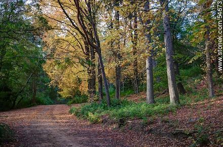 Camino de otoño en el Arboreto Lussich - Punta del Este y balnearios cercanos - URUGUAY. Foto No. 54673