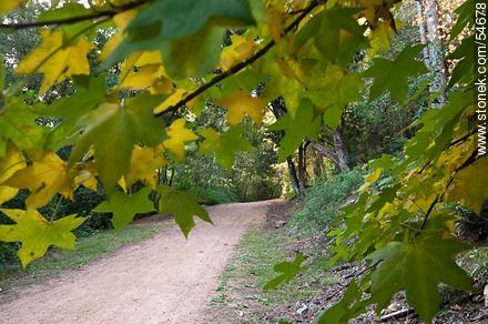 Camino de otoño en el Arboreto Lussich - Punta del Este y balnearios cercanos - URUGUAY. Foto No. 54678