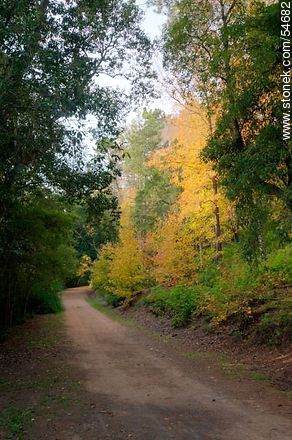Autumn way in Arboretum Lussich - Punta del Este and its near resorts - URUGUAY. Photo #54682