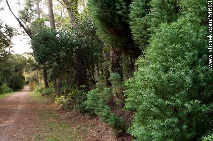 Variety of pine tree - Punta del Este and its near resorts - URUGUAY. Foto No. 54683