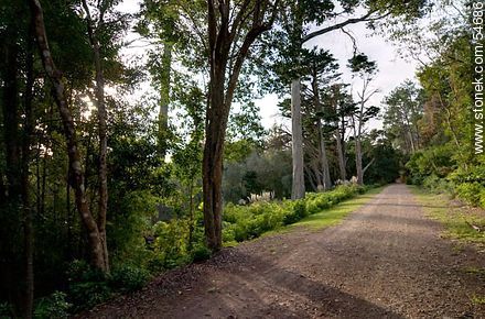 Way in Arboretum Lussich - Punta del Este and its near resorts - URUGUAY. Foto No. 54686