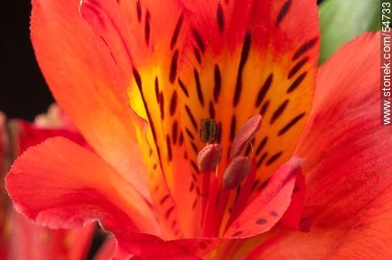 Red Alstroemeria - Flora - MORE IMAGES. Photo #54733