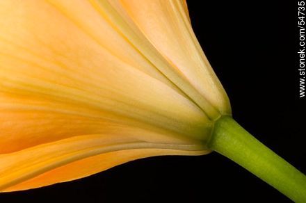 Hemerocallis amarilla. - Flora - IMÁGENES VARIAS. Foto No. 54735