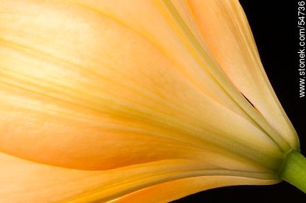 Hemerocallis amarilla. - Flora - IMÁGENES VARIAS. Foto No. 54736