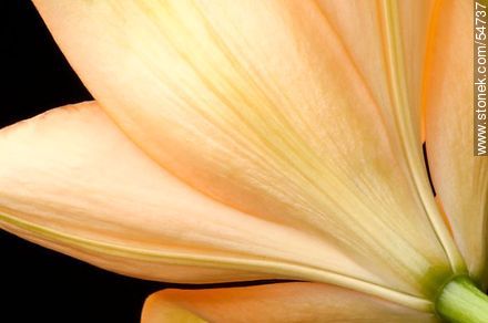 Hemerocallis amarilla. - Flora - IMÁGENES VARIAS. Foto No. 54737