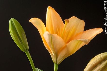 Hemerocallis amarilla. - Flora - IMÁGENES VARIAS. Foto No. 54738