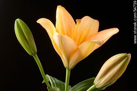 Yellow Hemerocallis - Flora - MORE IMAGES. Photo #54739
