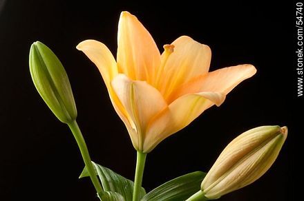 Hemerocallis amarilla. - Flora - IMÁGENES VARIAS. Foto No. 54740