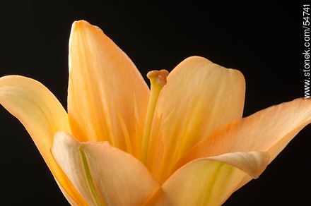 Hemerocallis amarilla. - Flora - IMÁGENES VARIAS. Foto No. 54741