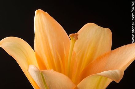 Hemerocallis amarilla. - Flora - IMÁGENES VARIAS. Foto No. 54742