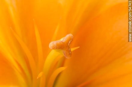 Hemerocallis amarilla. - Flora - IMÁGENES VARIAS. Foto No. 54743