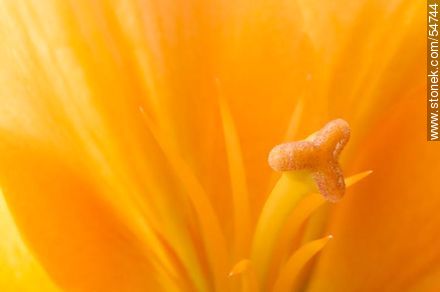 Hemerocallis amarilla. - Flora - IMÁGENES VARIAS. Foto No. 54744