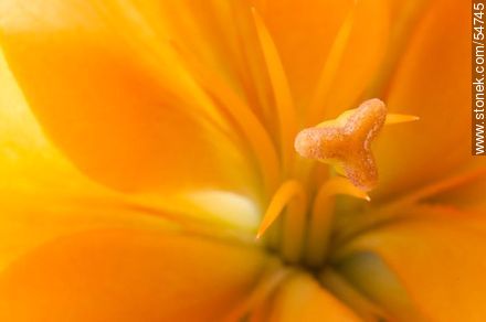 Hemerocallis amarilla. - Flora - IMÁGENES VARIAS. Foto No. 54745