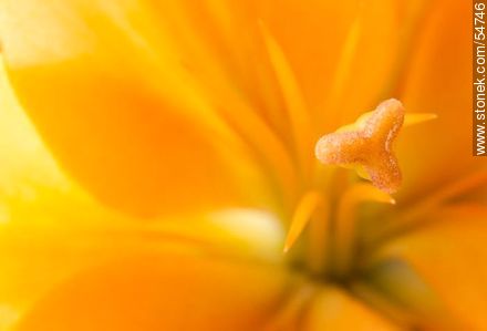Hemerocallis amarilla. - Flora - IMÁGENES VARIAS. Foto No. 54746