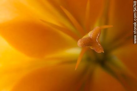 Hemerocallis amarilla. - Flora - IMÁGENES VARIAS. Foto No. 54748