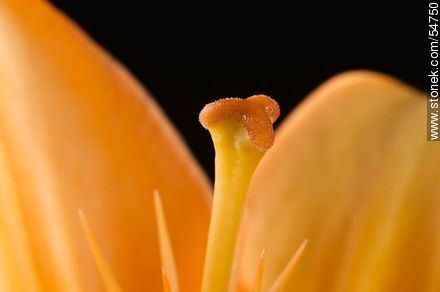Hemerocallis amarilla. - Flora - IMÁGENES VARIAS. Foto No. 54750