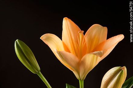 Hemerocallis amarilla. - Flora - IMÁGENES VARIAS. Foto No. 54751