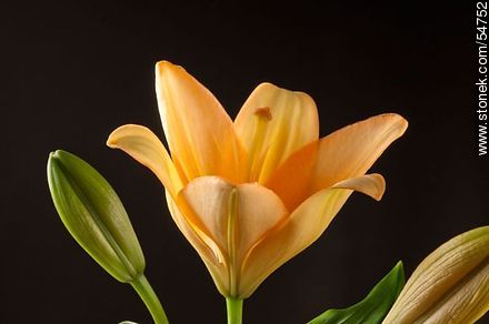 Hemerocallis amarilla. - Flora - IMÁGENES VARIAS. Foto No. 54752