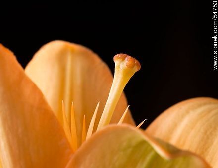 Hemerocallis amarilla. - Flora - IMÁGENES VARIAS. Foto No. 54753