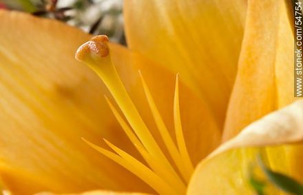 Hemerocallis amarilla. - Flora - IMÁGENES VARIAS. Foto No. 54754