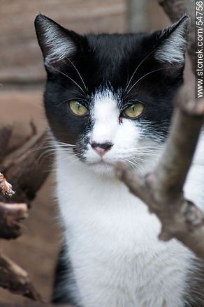 Black and white cat - Fauna - MORE IMAGES. Photo #54756