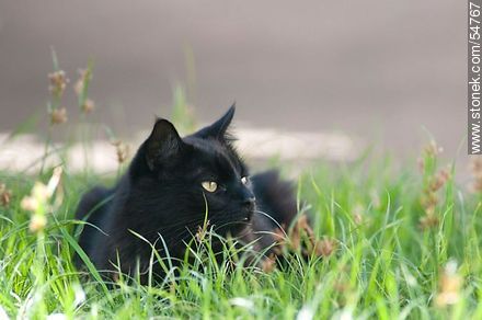 Black cat on the grass - Fauna - MORE IMAGES. Photo #54767