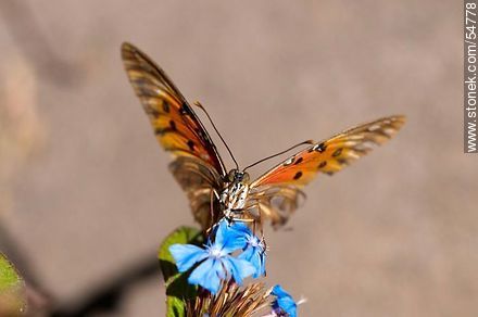 Butterfly - Fauna - MORE IMAGES. Photo #54778