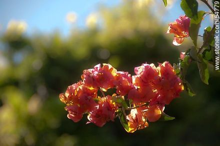 Orange bougainvillea - Flora - MORE IMAGES. Photo #54779