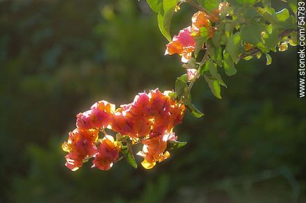Orange bougainvillea - Flora - MORE IMAGES. Photo #54783