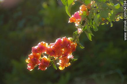 Orange bougainvillea - Flora - MORE IMAGES. Photo #54784