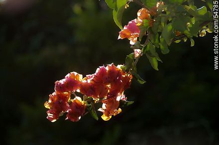 Orange bougainvillea - Flora - MORE IMAGES. Photo #54785