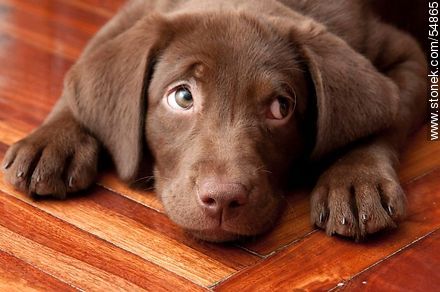 Chocolate labrador retriever puppy - Fauna - MORE IMAGES. Foto No. 54865