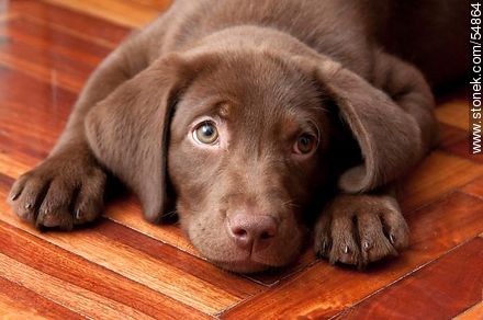 Cachorro de labrador retriever chocolate - Fauna - IMÁGENES VARIAS. Foto No. 54864