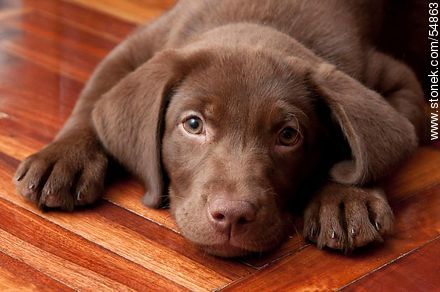 Chocolate labrador retriever puppy - Fauna - MORE IMAGES. Photo #54863