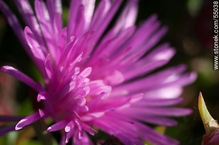 Sunbeam flower - Flora - MORE IMAGES. Photo #55038