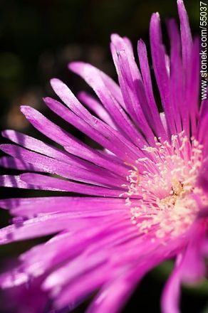 Sunbeam flower - Flora - MORE IMAGES. Photo #55037