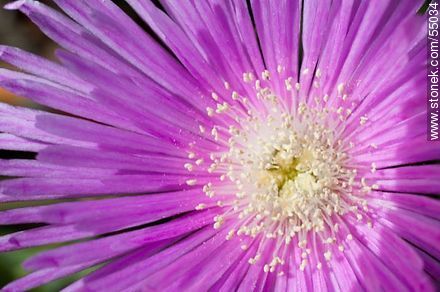 Flor del rayito de sol - Departamento de Maldonado - URUGUAY. Foto No. 55034